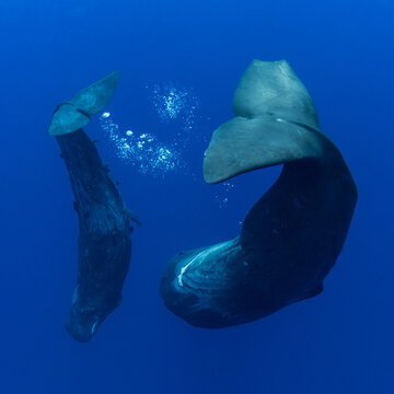 Family of sperm whales swimming in the ocean