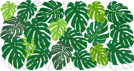 Naklejka na ściany i meble Leaves background decoration green monstera plants 
