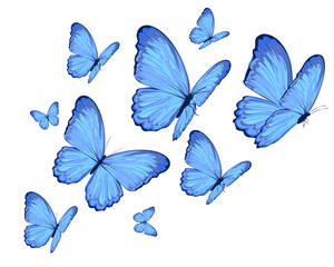 Fototapeta na wymiar set of blue butterflies