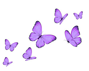 Obraz na płótnie Canvas purple set butterfly set of butterflies
