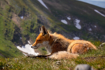 A fox with a red fur coat on its head