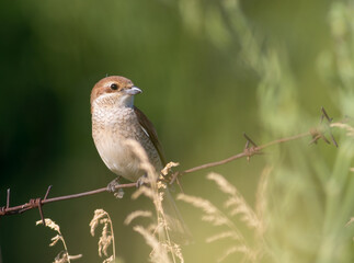 Red-backed shrike, Lanius collurio. A bird sits on a barbed wire fence