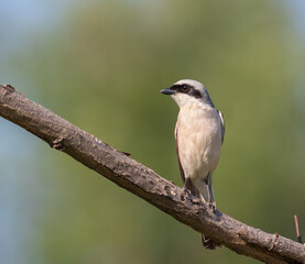 Red-backed shrike, Lanius collurio. A bird sitting on a branch on a beautiful background