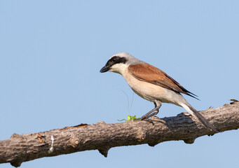 Red-backed shrike, Lanius collurio. A bird sits on a branch against the sky