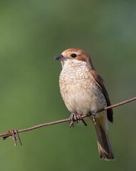 Red-backed shrike, Lanius collurio. A bird sits on a barbed wire fence