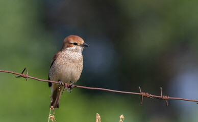 Red-backed shrike, Lanius collurio. A bird sits on a barbed wire fence