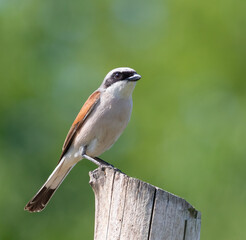 Red-backed shrike, Lanius collurio. A bird sits on a stump