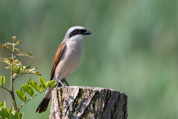 Red-backed shrike, Lanius collurio. A bird sits on a stump