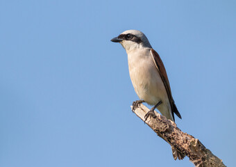 Red-backed shrike, Lanius collurio. A bird sits on a branch against the sky