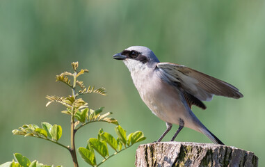 Red-backed shrike, Lanius collurio. A bird sits on a stump near a young tree and flaps its wings