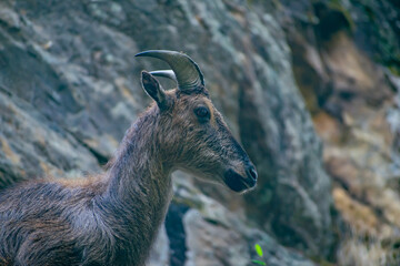King of the mountains.Alpine Ibex (Capra Ibex) can be found in abundance in the himalayas of india and nepal.Captured this beautiful wild ibex inside sagarmatha national park enroute everest base camp
