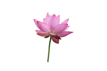 Lotus flower isolated with transparent background