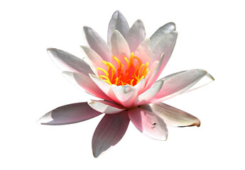 Lotus flower isolated with transparent background