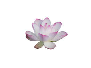 Lotus flower isolated with transparent background