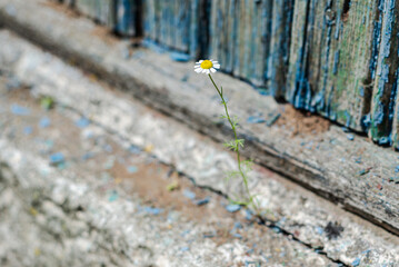 Chamomile flower growing on the foundation of a house, soft focus, empty text. Flowers grow on the stone. Love of life.