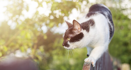 A village black and white cat stalks on the fence in sunset. Hunts and waits for prey.