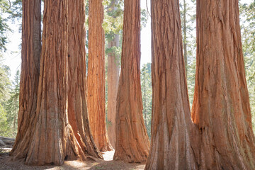 View at Gigantic Sequoia trees in Sequoia National Park, California USA sun light