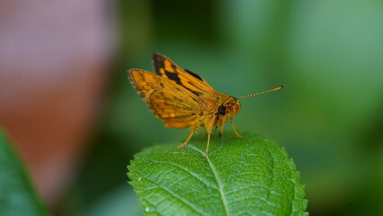 Potanthus Omaha is a butterfly-like insect, this animal is brown-orange in color