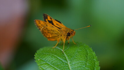 Potanthus Omaha is a butterfly-like insect, this animal is brown-orange in color