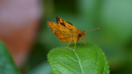 Potanthus Omaha is a butterfly-like insect, this animal is brown-orange in color