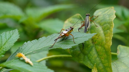 Fototapeta premium Nisitrus malaya is a species of Cricket from the Family Gryllidae.|蟋蟀