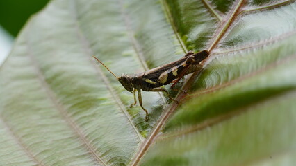 Grasshoppers are a group of insects belonging to the suborder Caelifera.|蚱蜢