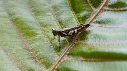 Grasshoppers are a group of insects belonging to the suborder Caelifera.