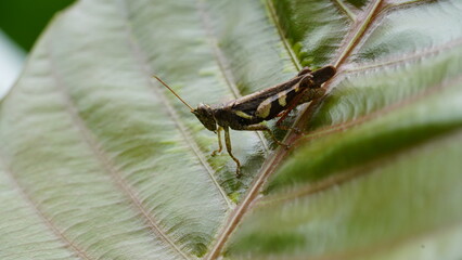 Grasshoppers are a group of insects belonging to the suborder Caelifera.|蚱蜢