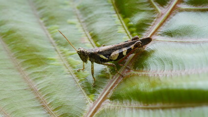 Grasshoppers are a group of insects belonging to the suborder Caelifera.