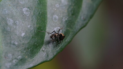 Male Worker Golden Weaver Ant (Polyrhachis dives) with three Ocelli, the simple eyes on its head, crawling on a leaf