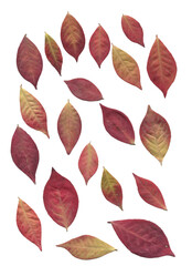 Autumn leaves isolated with transparent background