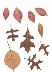 Autumn leaves isolated with transparent background