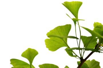 Green leaves isolated with transparent background