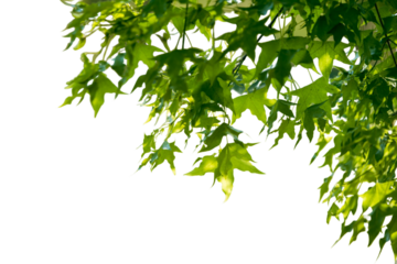 Green leaves isolated with transparent background