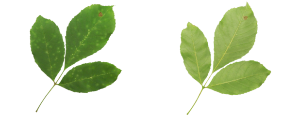 Green leaves isolated with transparent background