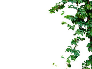 Green leaves isolated with transparent background