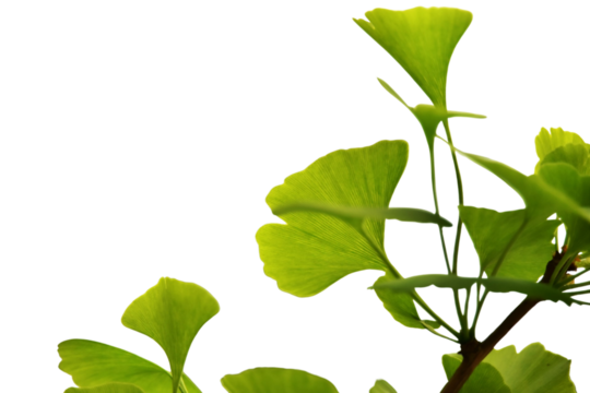 Green leaves isolated with transparent background