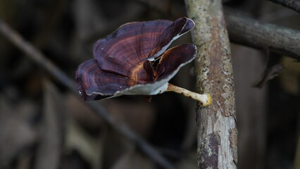 Microporus xanthopus, commonly known as the Golden-footed Polypore or the Yellow-footed Polypore, is a species of bracket fungus belonging to the Polyporaceae family. |黄柄小孔菌