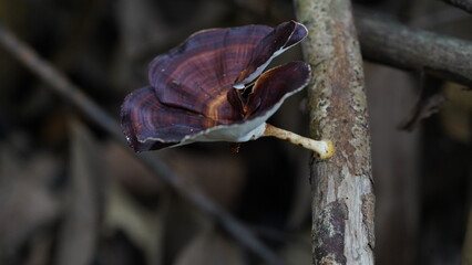 Microporus xanthopus - growth and sporing| mushroom