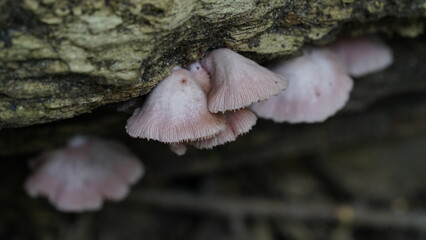 The Pink Sherbet Polypore, scientifically known as Ganoderma carnosum, is a species of fungus belonging to the Ganoderma genus. 