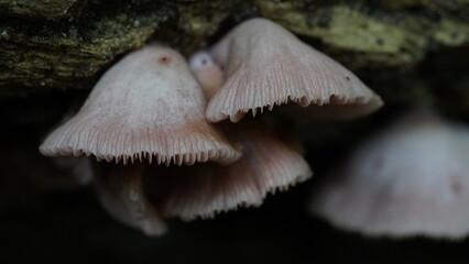 The Pink Sherbet Polypore, scientifically known as Ganoderma carnosum, is a species of fungus belonging to the Ganoderma genus. 