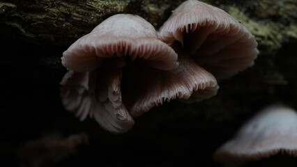 The Pink Sherbet Polypore, scientifically known as Ganoderma carnosum, is a species of fungus...