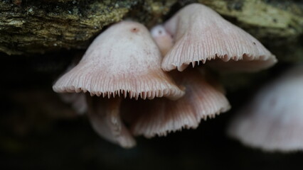The Pink Sherbet Polypore, scientifically known as Ganoderma carnosum, is a species of fungus...