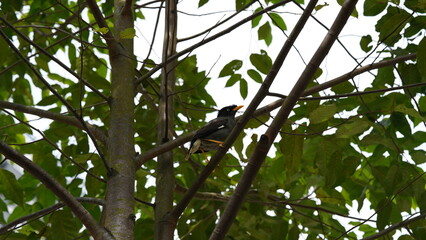 Javan Myna, Acridotheres javanicus,爪哇八哥, 白尾八哥, 