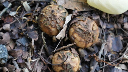 Geastrum fimbriatum|mushroom|毛嘴地星