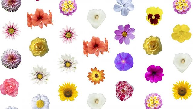 sequence of different flowers