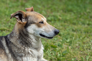 Mongrel dog rests in a meadow on a summer day. Sunny evening is too hot. Relaxed calm orange-brown colour short hair dog walks in a park. World pet day. Concept of happy life, care.