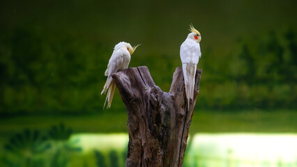 birds on a log