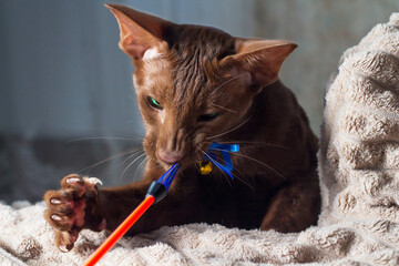 A brown cat catches a toy with its claws. Oriental breed cat playing