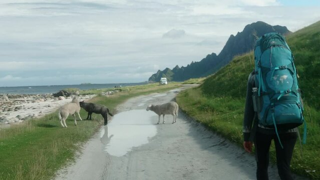 Hiker Girl encountering a Group of Sheep While Walking at the Beach in Norway, Bleik, Lofoten Islands, The Sheep Jumps over a Puddle of Water